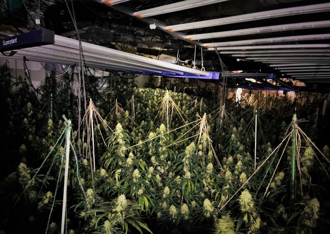 Südlohn – Polizei stellt Cannabispflanzen und Aufzuchtanlage sicher