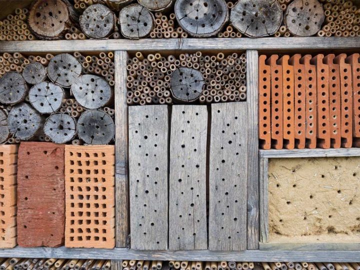 Naturnahe Gärten – Lebensräume für Igel und Co.