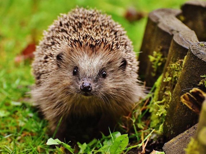 Naturnah gärtnern – für mehr Artenvielfalt, Biodiversität und den Schutz des Igels