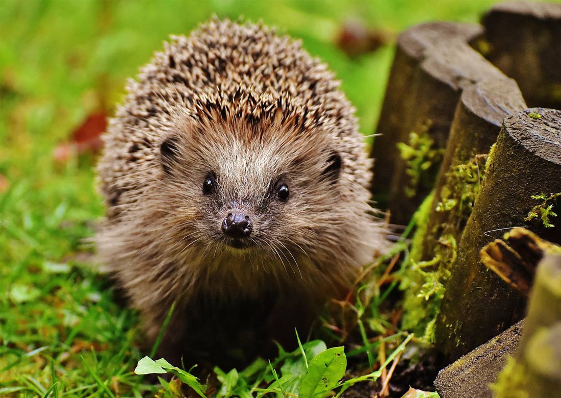 Naturnah gärtnern – für mehr Artenvielfalt, Biodiversität und den Schutz des Igels