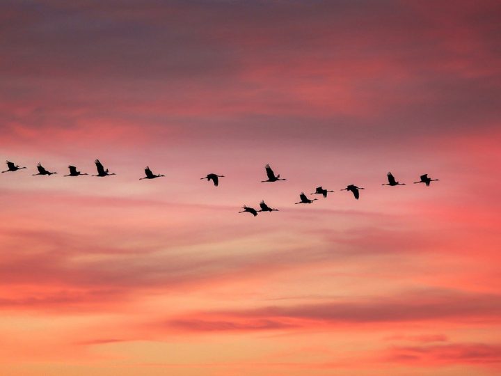 Geflügelpest in einem Betrieb im Nachbarkreis angekommen