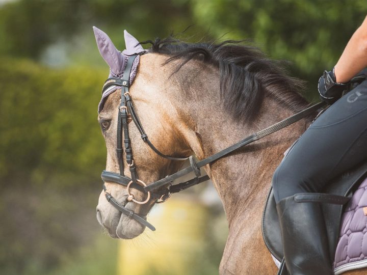 Reiterplaketten im Kreis Borken seit 2024 rein digital – jetzt QR-Code beantragen