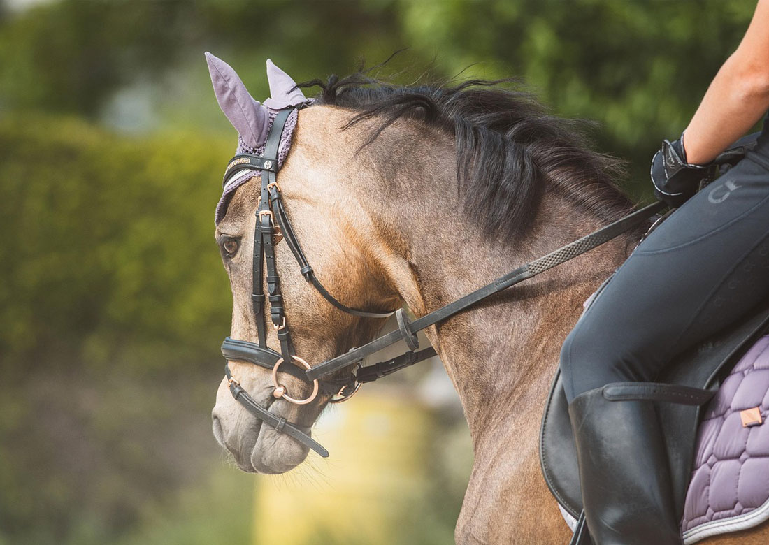 Reiterplaketten im Kreis Borken seit 2024 rein digital – jetzt QR-Code beantragen