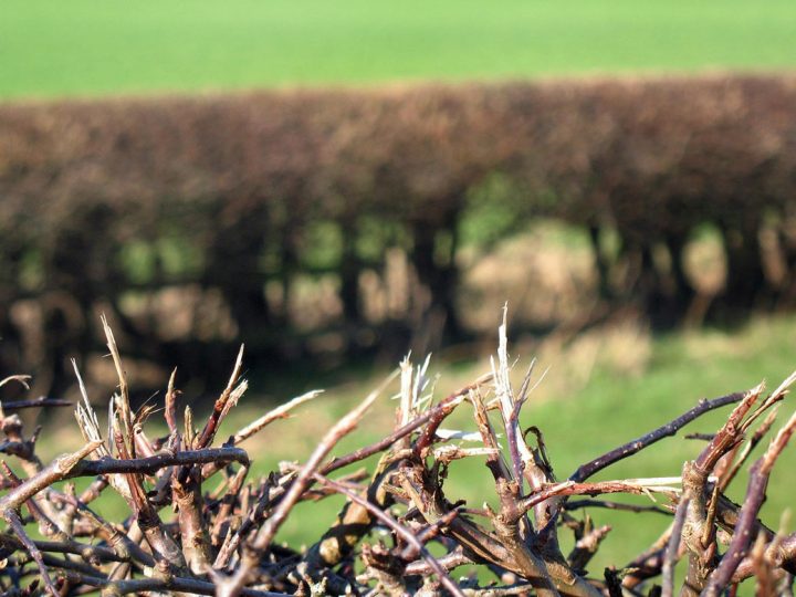 Pflegearbeiten an Wallhecken und Bäumen im Stadtgebiet bis Ende Februar 2026
