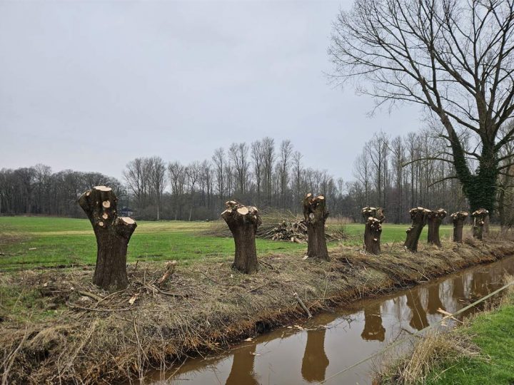 Schonzeit für brütende Vögel beginnt am 1. März