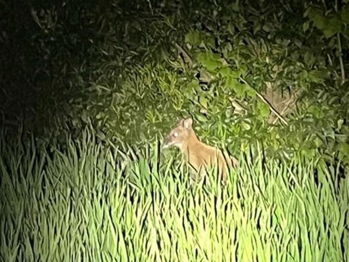 Kein verspäteter Aprilscherz – Polizei fängt Wallaby in Ahaus ein