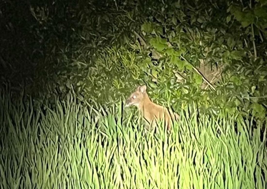 Wallaby in Ahaus eingefangen - Foto: Polizei