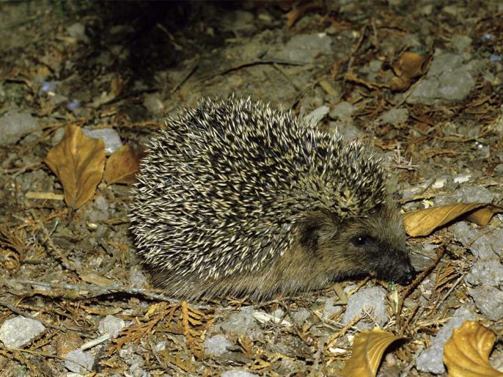 Igel in Gefahr: Kreis Borken warnt vor Mährobotern und wirbt für naturnahe Gärten