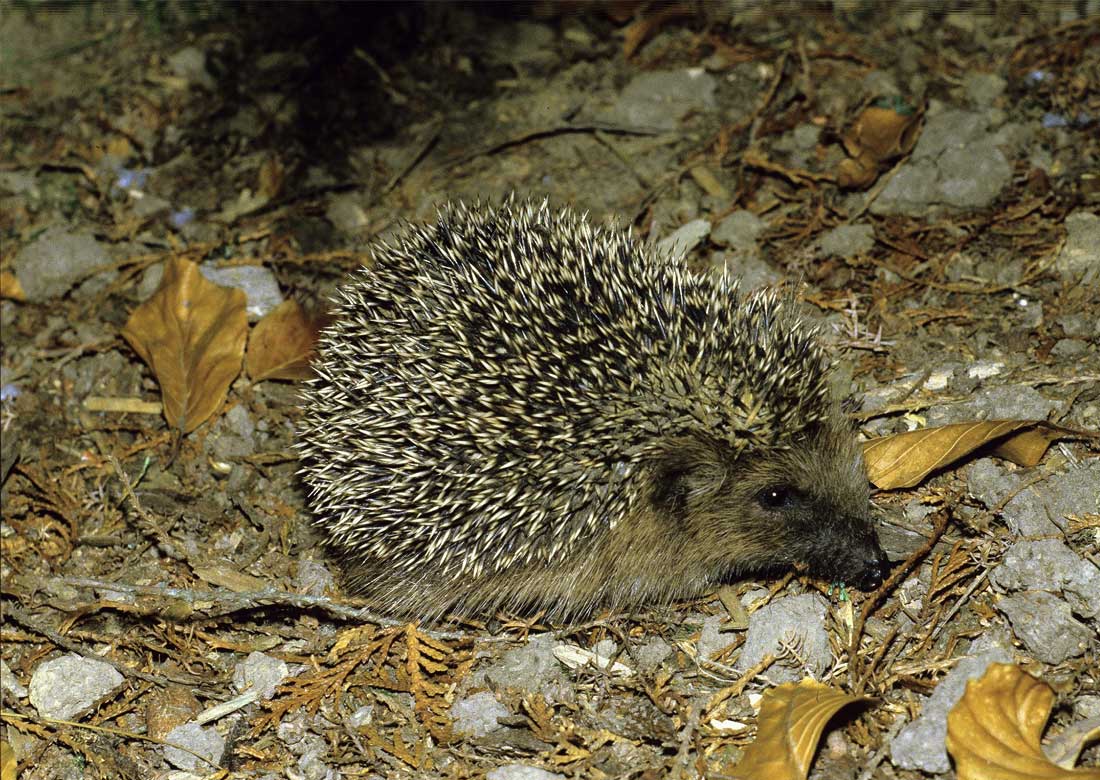 Igel in Gefahr: Kreis Borken warnt vor Mährobotern und wirbt für naturnahe Gärten
