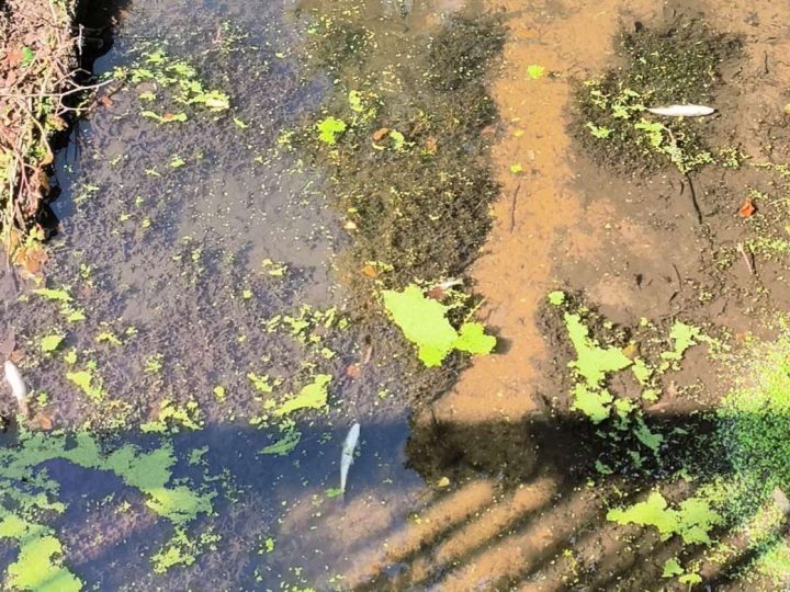 Gemeinde Südlohn berichtet von Fischsterben in der „Schlinge“