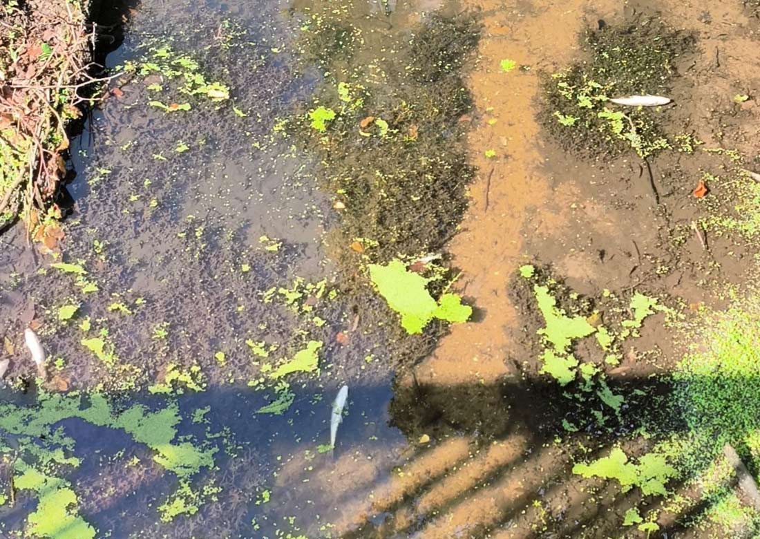 Gemeinde Südlohn berichtet von Fischsterben in der „Schlinge“