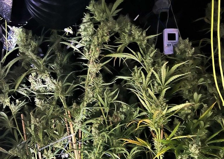 Die Polizei hat zahlreiche Cannabispflanzen aus illegalem Anbau sichergestellt. Foto: Polizei Borken