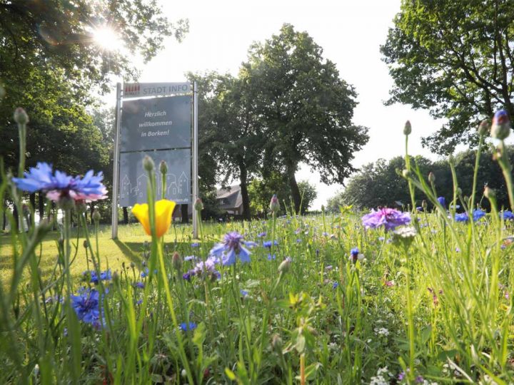 Stadt Borken lädt Bürgerinnen und Bürger zur Obsternte für den eigenen Bedarf ein