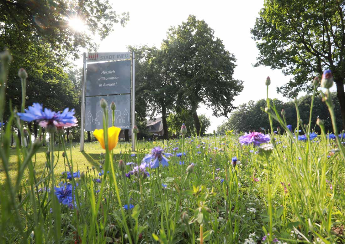 Kommunale Obstbäume dürfen geerntet werden Stadt Borken