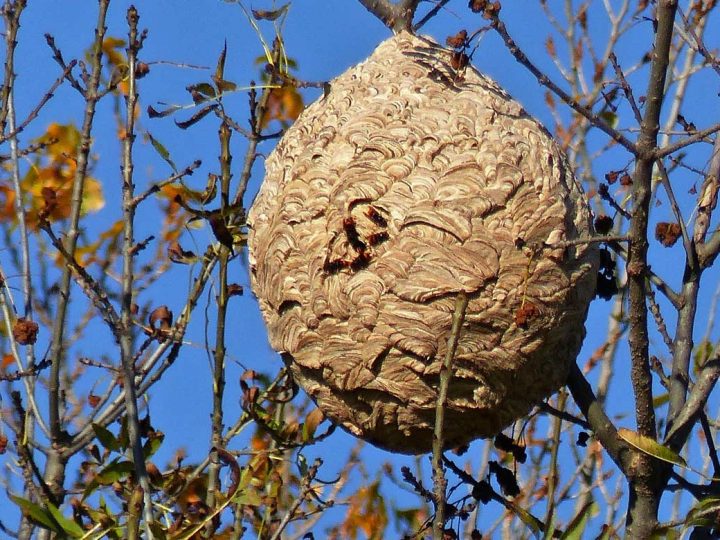 Nest der Asiatischen Hornisse an der Heinestraße im Ortsteil Oeding entfernt
