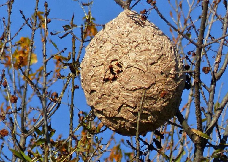 Hornissennest - Symbolbild